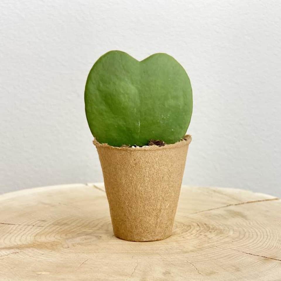 Hoya Heart Plant - valentines gifts