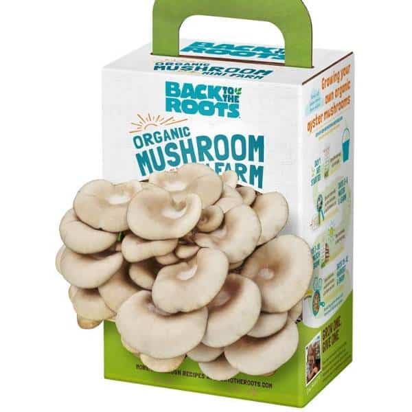 Organic Mini Mushroom Grow Kit Cheap Christmas Gifts