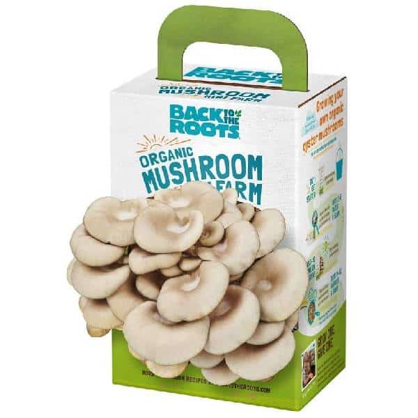 Mini Mushroom Grow Kit Christmas gifts for employees
