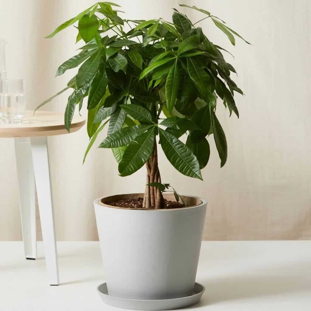 Money Tree - gift ideas for 80 year old man who has everything
