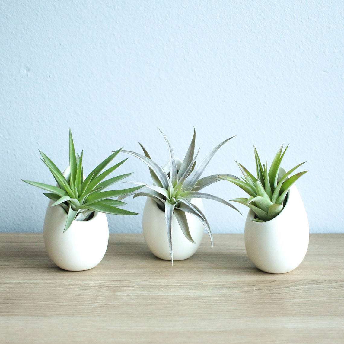 inexpensive valentines gifts for coworkers - Air Plant Container