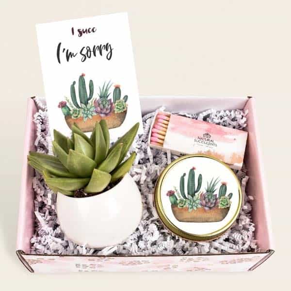 apology gift ideas: I Succ I'm Sorry Gift Box