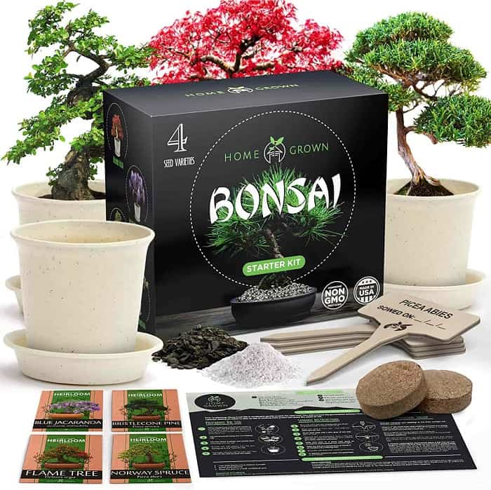 Bonsai Tree Seed Starter Kit papa fathers day gift