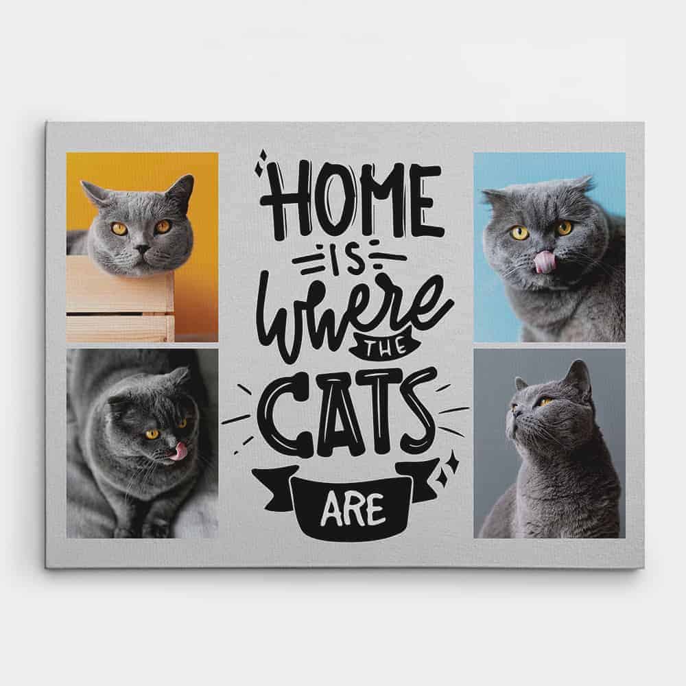 gifts for cat lovers: Home is Where the Cats are Photo Canvas