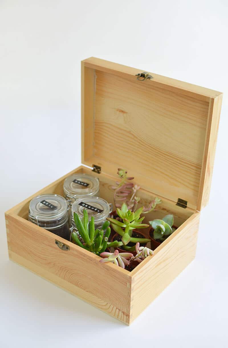 DIY Succulent Box: making christmas gifts	