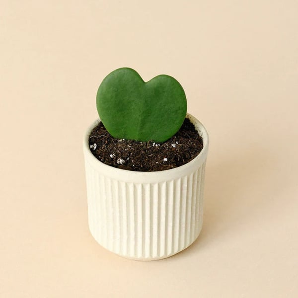 Meaningful valentines gift for girlfriend: Hoya Heart
