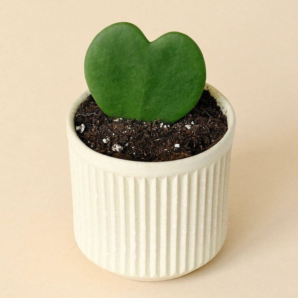 heart plant - best valentines day gift for her