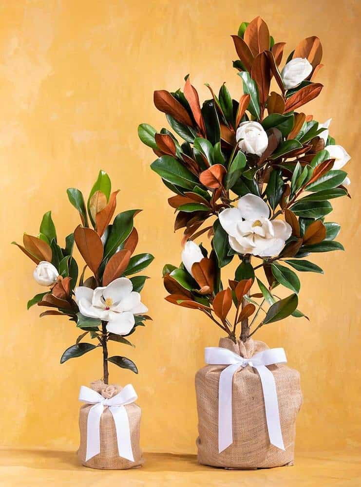 Mom's Southern Magnolia - mother's day gift for wife
