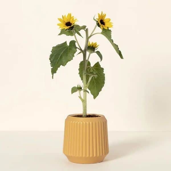 creative mother's day flower gift: Self-Watering Sunflower Grow Kit