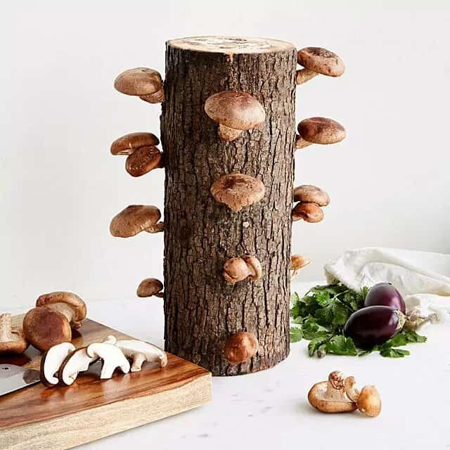 Shiitake Mushroom Log Kit: fathers day gift ideas from son