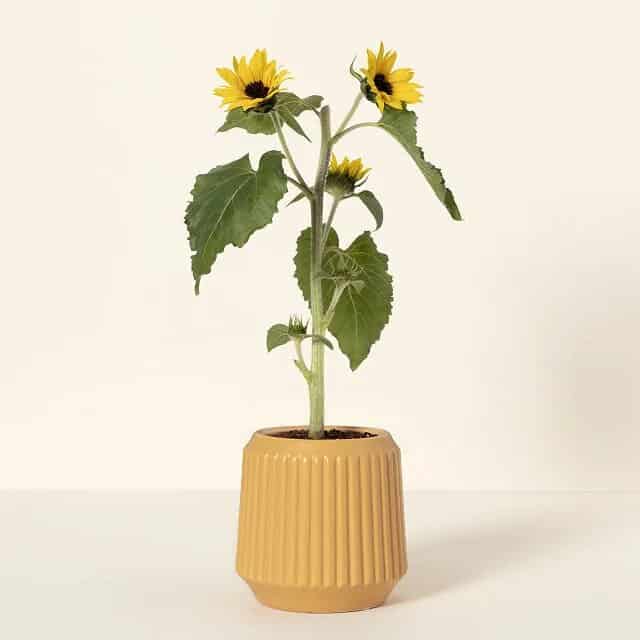 Sunflower Grow Kit: mother of groom gift