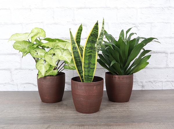 Low Light Plant Set: what to get girlfriend's parents for christmas
