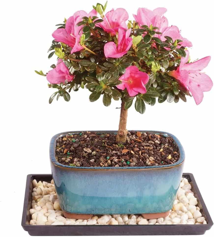 aunt gifts for mothers day - Live Satsuki Azalea Outdoor Bonsai Tree