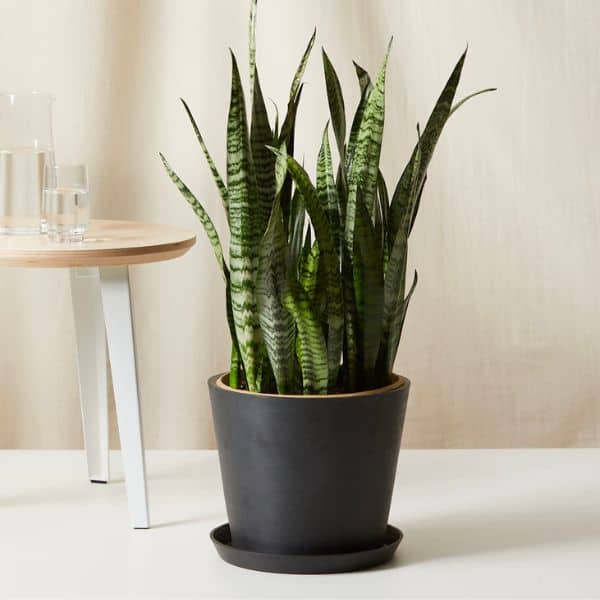 40th Birthday Gifts for Women Sansevieria
